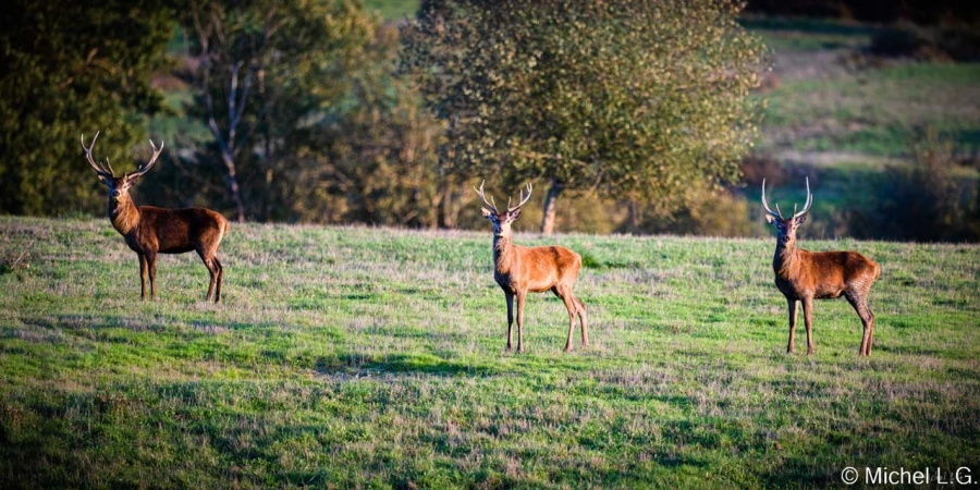 stage photo brame du cerf 2 novembre 2022