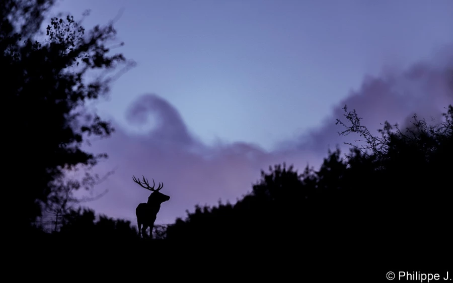 stage photo brame du cerf 2 novembre 2022