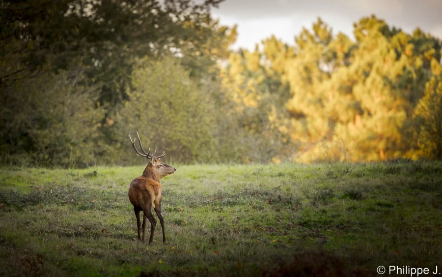 stage photo brame du cerf 2 novembre 2022