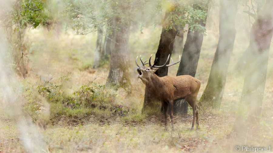 stage photo brame du cerf 2 novembre 2022