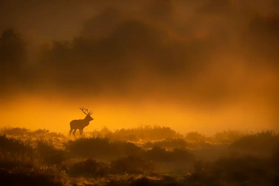 01 photo animaliere en couleur