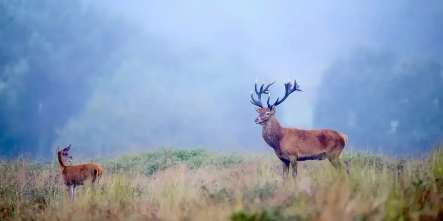 02 photo animaliere en couleur