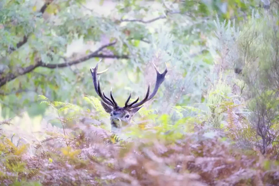 04 photo animaliere en couleur