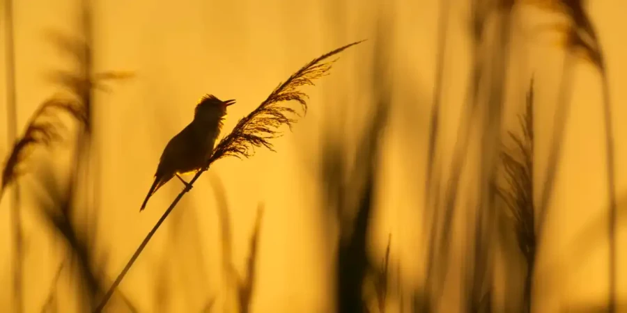 07 photo animaliere en couleur