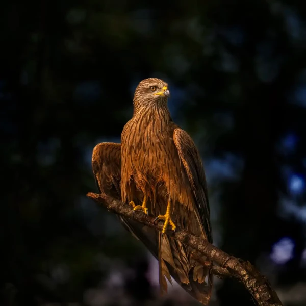 11 photo animaliere en couleur