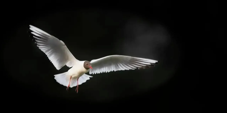 12 photo animaliere en couleur