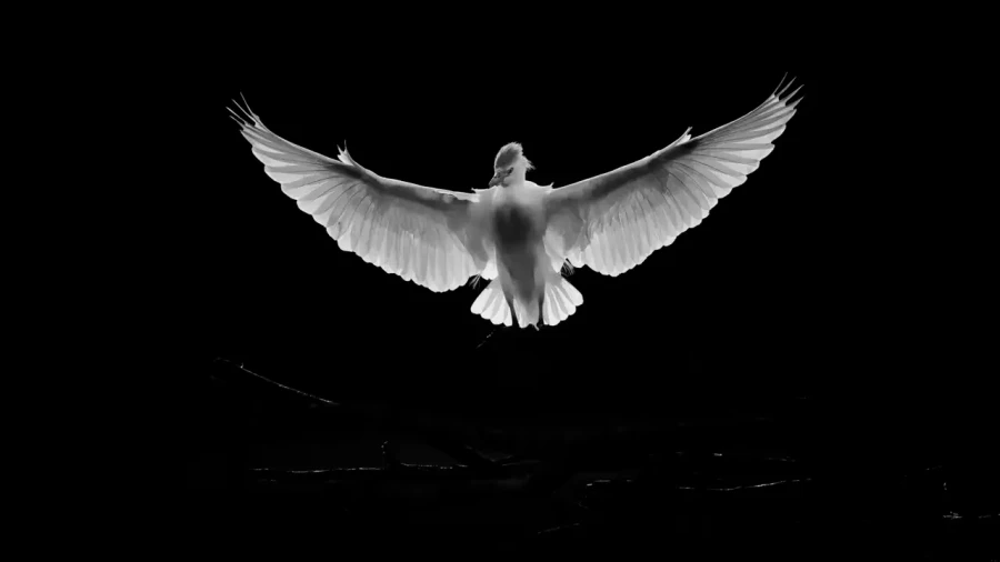 23 photo animaliere en noir et blanc