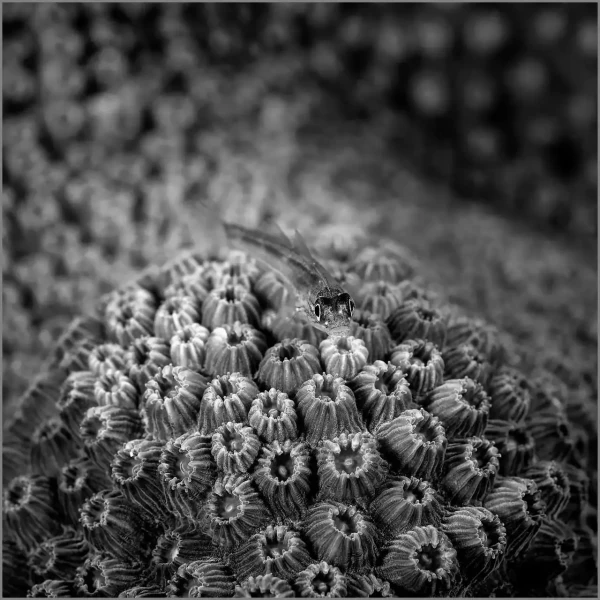 24 photo sous marine