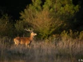 xbrame du cerf