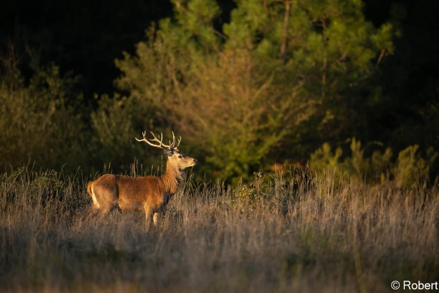 xbrame du cerf