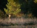 xbrame du cerf