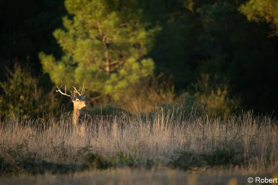xbrame du cerf