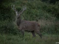 xbrame du cerf