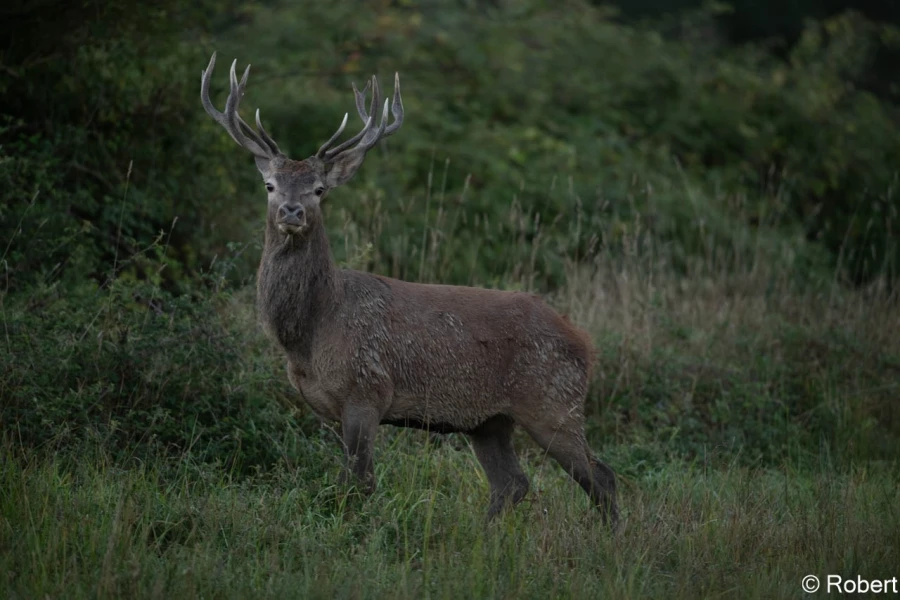 xbrame du cerf