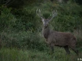 xbrame du cerf