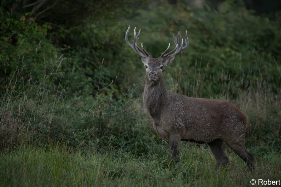 xbrame du cerf