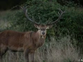xbrame du cerf
