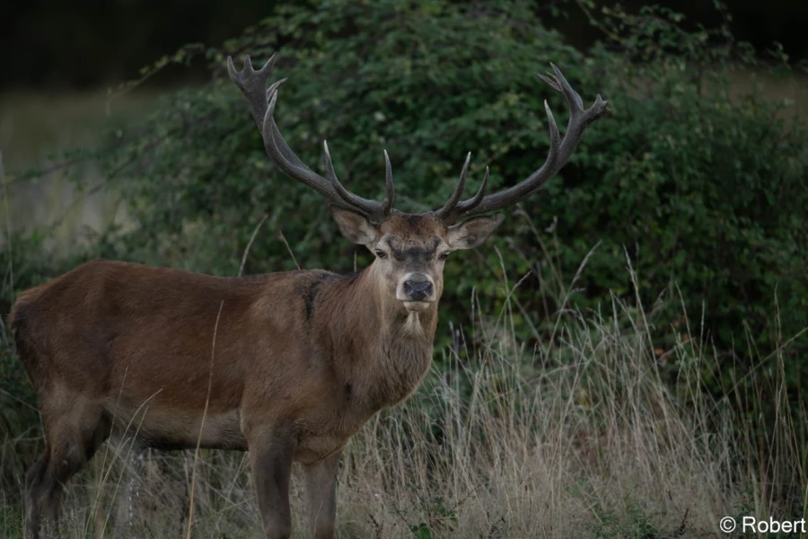 xbrame du cerf