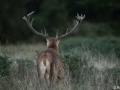 xbrame du cerf