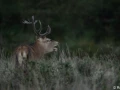 xbrame du cerf