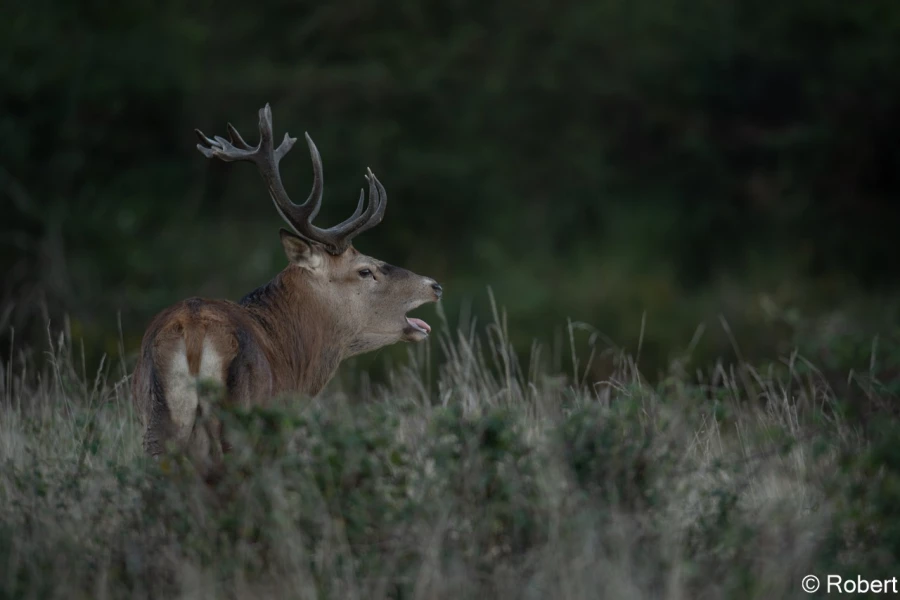 xbrame du cerf
