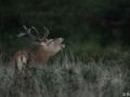 xbrame du cerf