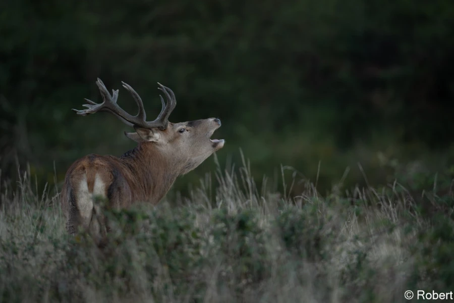 xbrame du cerf