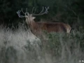 xbrame du cerf