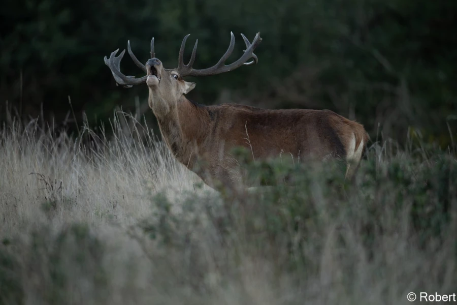 xbrame du cerf