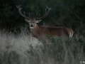 xbrame du cerf