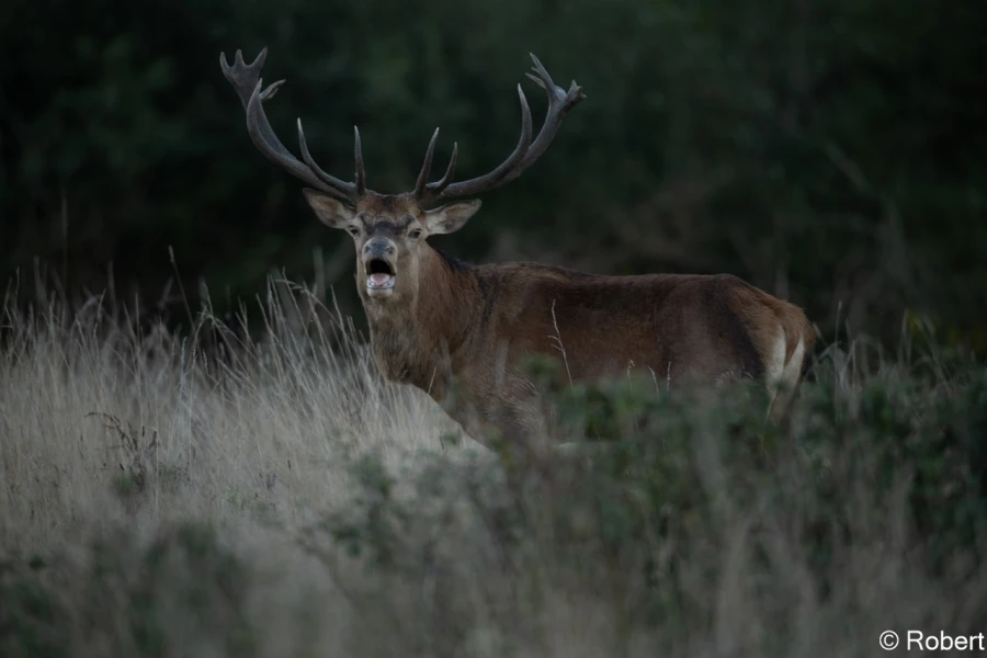 xbrame du cerf