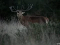 xbrame du cerf