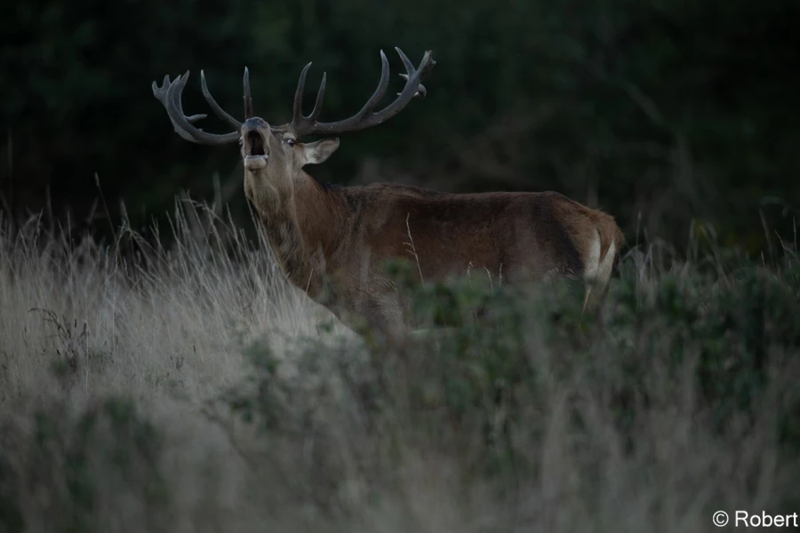 xbrame du cerf