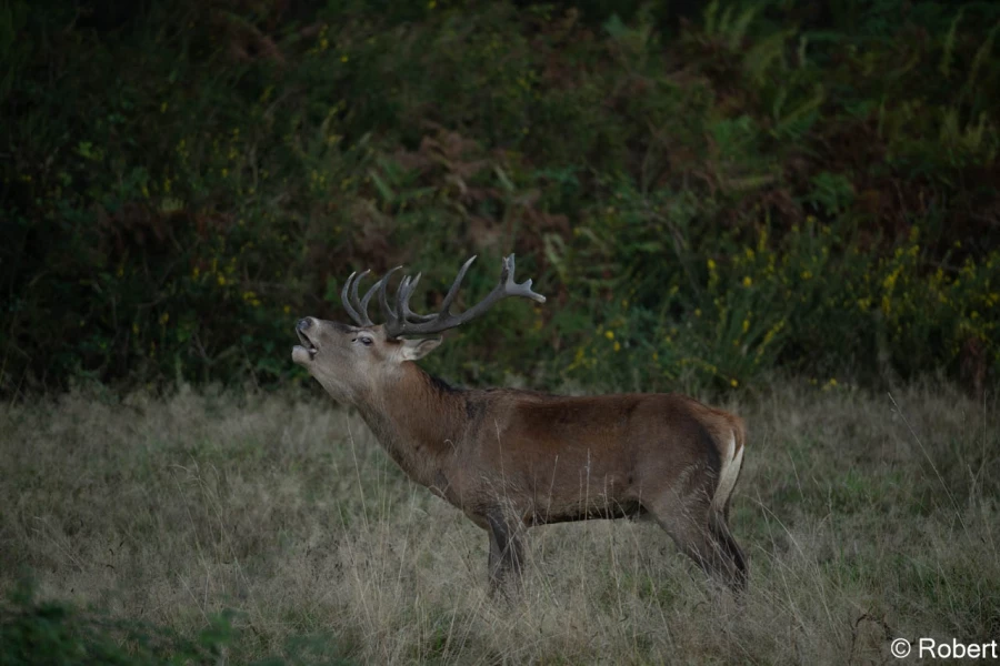 xbrame du cerf