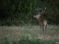xbrame du cerf