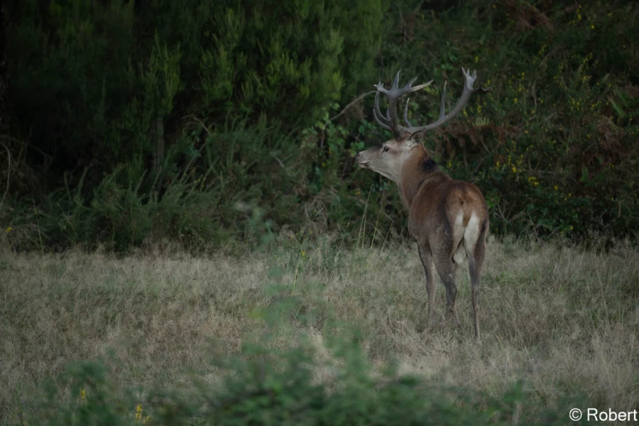xbrame du cerf