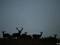 xbrame du cerf