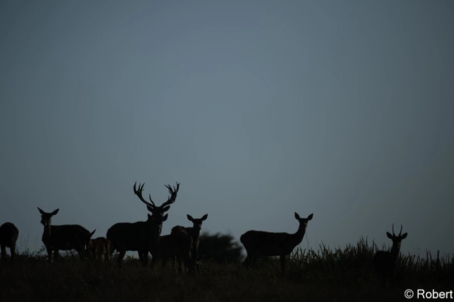xbrame du cerf
