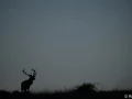 xbrame du cerf
