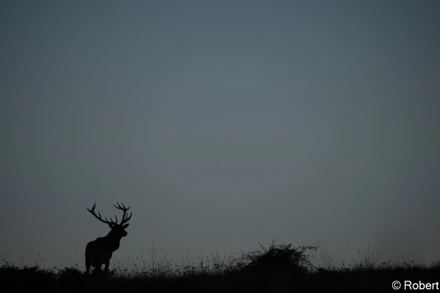 xbrame du cerf