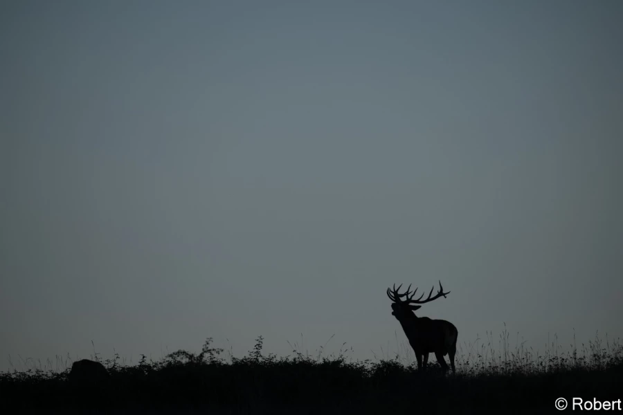 xbrame du cerf