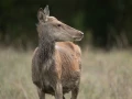 xbrame du cerf