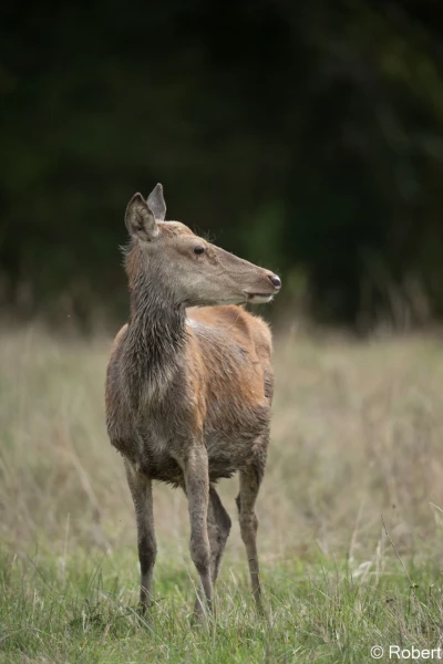 xbrame du cerf