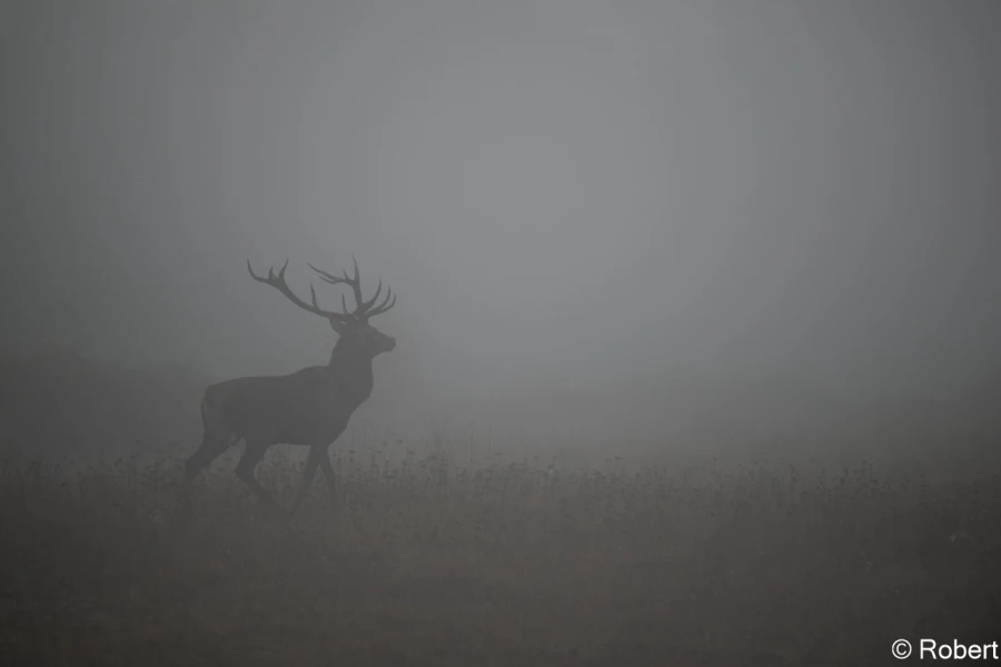 xbrame du cerf