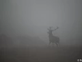 xbrame du cerf