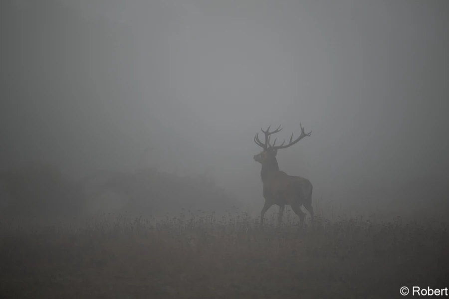 xbrame du cerf