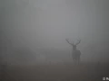 xbrame du cerf