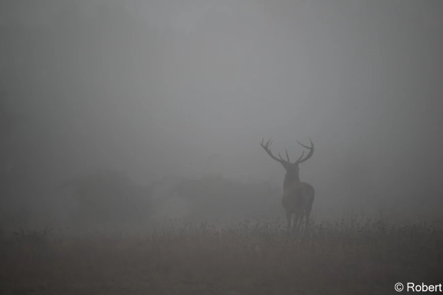 xbrame du cerf