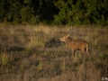 xbrame du cerf