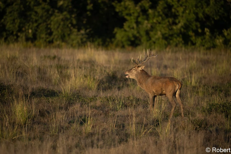 xbrame du cerf